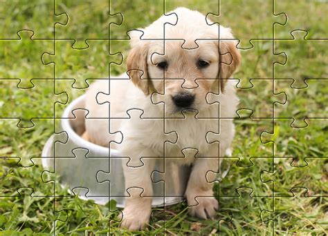 Fun Dogs Dog Jigsaw Puzzles Pet Friendly