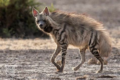 Pin By Quinton Andrews On Black Animals Striped Hyena Wild Dogs Hyena