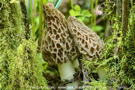 Morel mushrooms-Willamette National Forest-Oregon Cascades 414-146-742 ...