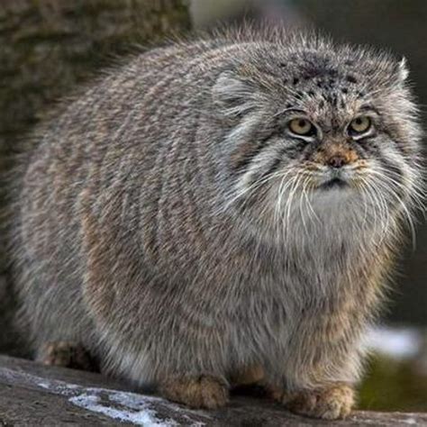 This Is A Pallas Cat