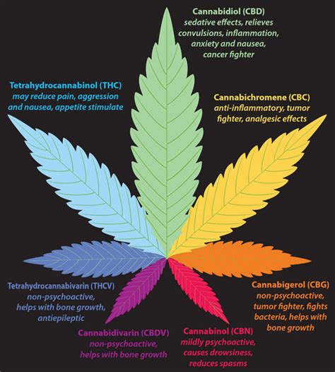 Understanding Cannabinoids Potent
