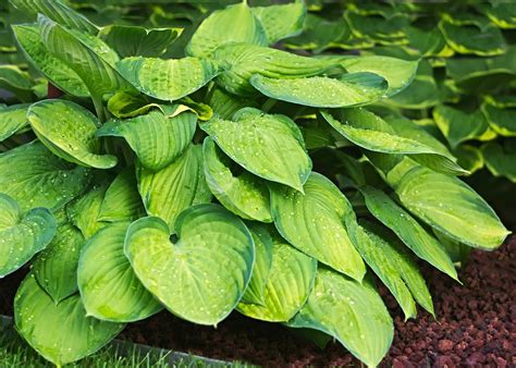 Hosta How To Plant Grow And Care For Hostas The Old
