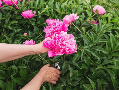 How To Grow And Care For Peonies Backyard Boss