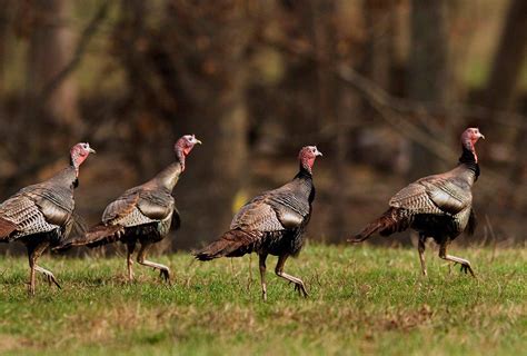The Toughest Turkey Hunting States Realtree Camo