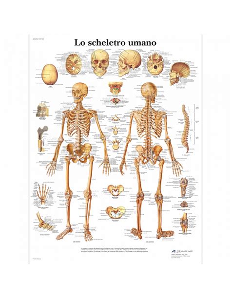 Tavola Anatomica Lo Scheletro Umano Tuttosteopatiait Shop