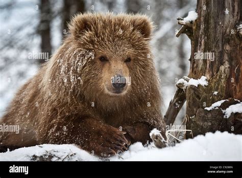 Captive Kodiak Brown Bear Cub Peeks Over A Snow Covered Log Stock