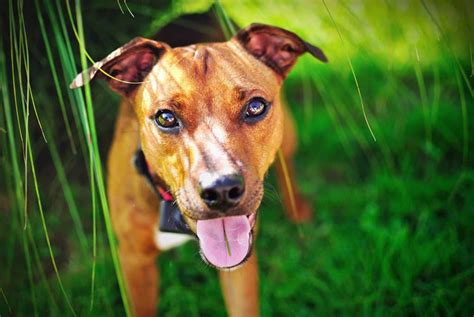 The Mountain Cur Your Ultimate Breed Information Guide Your Dog Advisor