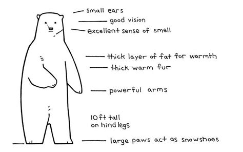 Illustrated Polar Bear Facts For Kids Bear Facts For Kids Polar Bear