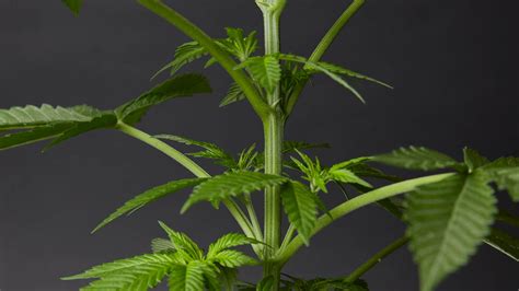 The Purpose And Uses Of Weed Stems Weedmaps