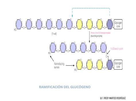 Metabolismo De Los Carbohidratosdiapositivas By Señor Enfermerock Issuu