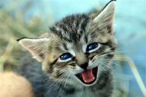 Kitten Cat Baby Pet By Offidocs For Office