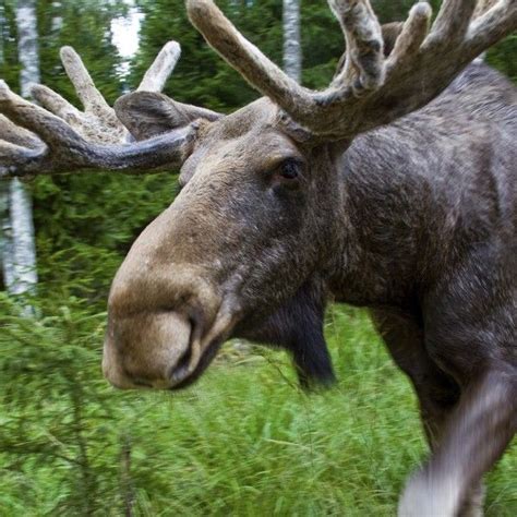 Swedens Most Dangerous Animal Visit Sweden Sweden Travel Sweden