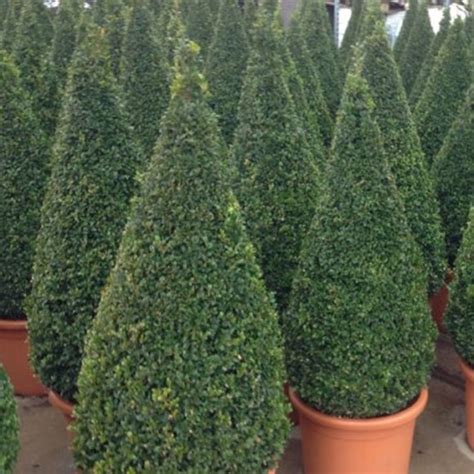 Buxus Cone Trees Orchard Nurseries