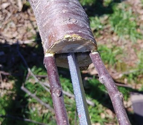 How To Graft An Apple Tree