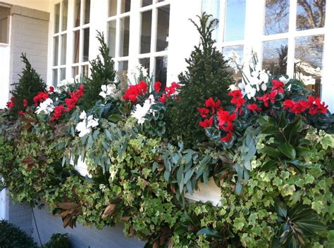 Fill Your Window Boxes With Evergreen Topiaries Cyclamen And Seeded