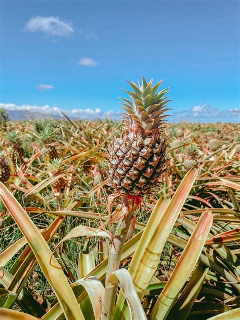 Maui Pineapple Tour The Best Pineapple Farm Tour In Maui — Piña Colada