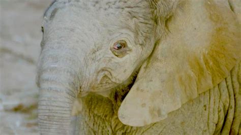 Big Surprise Elephant Calf Breaks Weight Record At San Diego Zoo
