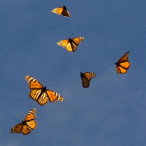 6 Photos Of Monarch Butterfly Flying In Biological Science Picture
