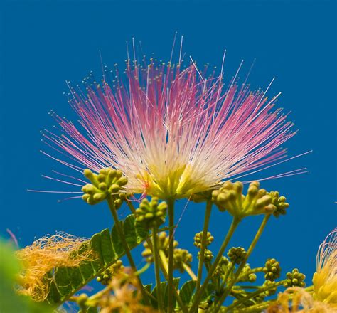 I was a littler nervous that some of the tree was damaged, but in mid april it flowered with no signs of damage. 151/365 Fuzzy Pink Tree Flower | There are a bunch of ...