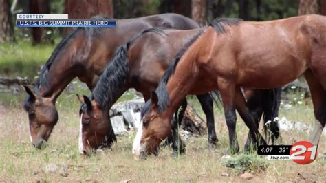 Ochoco National Forest Plans Big Reduction In Big Summit