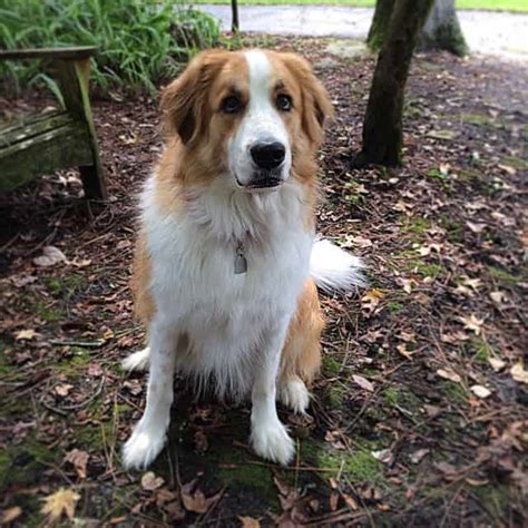 Great Pyrenees Bernese Mountain Dog Mix The Dog Digest