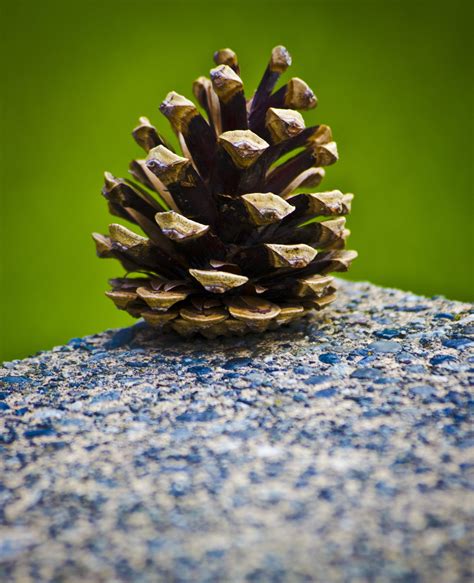 무료 이미지 자연 분기 실루엣 잎 꽃 녹색 핀콘 원뿔 식물학 전나무 플로라 구과 식물 닫다 가문비