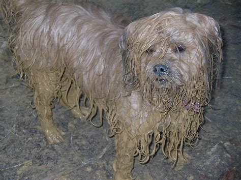 My Dog Dogs Mud And Water In The Australian Bush