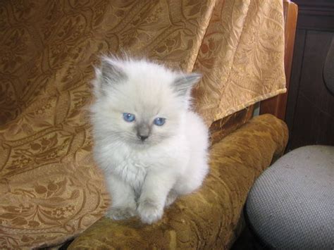 Please search kittens for sale for yourself, or tell a friend about our website so that they can find kittens for sale. RAGDOLL KITTENS PUREBRED FOR SALE ADOPTION from korumburra ...