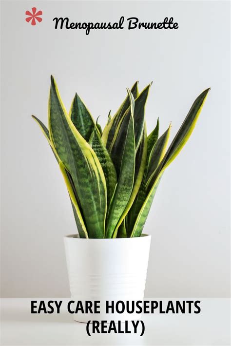 Easy Care Houseplants Really With Images Easy Care Houseplants