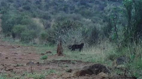 Black Leopard Spotted In An African County For The First Time In Hundred Years Firstpost