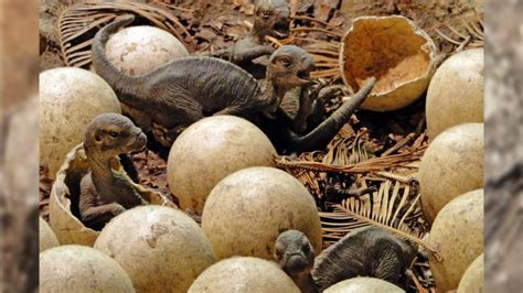 Scientists Discover Dinosaur Nests 265 Fossilised Eggs In Madhya Pradesh’s Narmada Valley