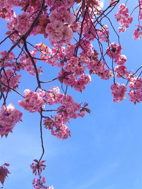 Spring Aesthetic Wallpapers Top Hình Ảnh Đẹp