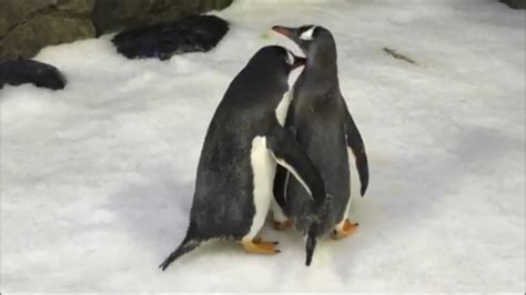 The Gay Penguins Of Australia The New York Times