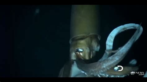 Giant Squid Caught On Tape For First Time For Discovery Channels
