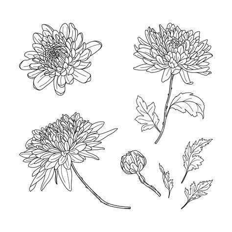 Set Of Hand Drawn Black Color Chrysanthemums Autumn Flowers In Line