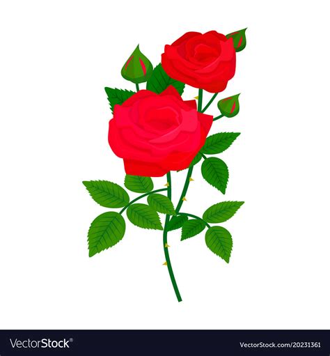 Beautiful Rose Flower Design Decoration Nature Vector Image