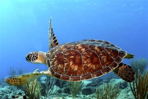 Fatos Sobre Tartarugas Marinhas Verdes