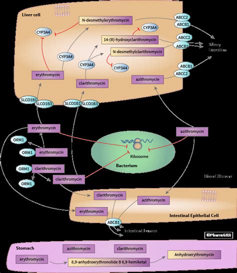 Macrolide Antibiotic Pathway Download Scientific Diagram