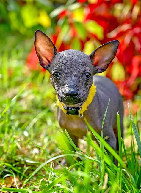 Xoloitzcuintli Mexican Hairless Dog Breed Information