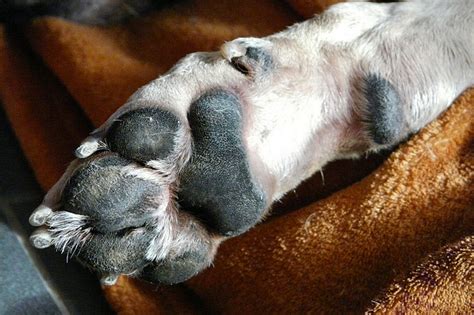 Dog Paw Pad Callus Prevention And Removal Our Fit Pets