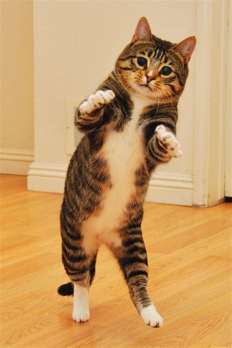 Psbattle Standing Cat With Arms Up Photoshopbattles
