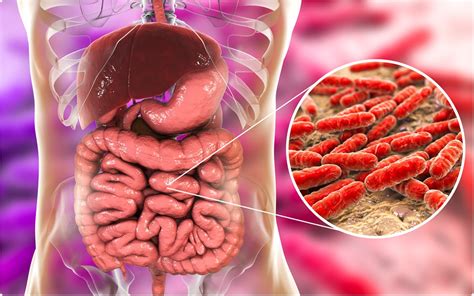 Drug Accumulation Alters Gut Bacterial Metabolism And Composition