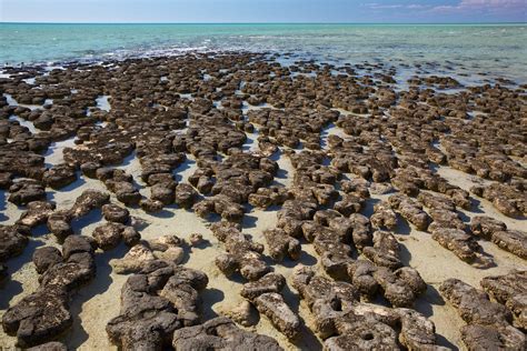 Stromatolites Stromatolite Layers Grow Outwards Like Grow Flickr