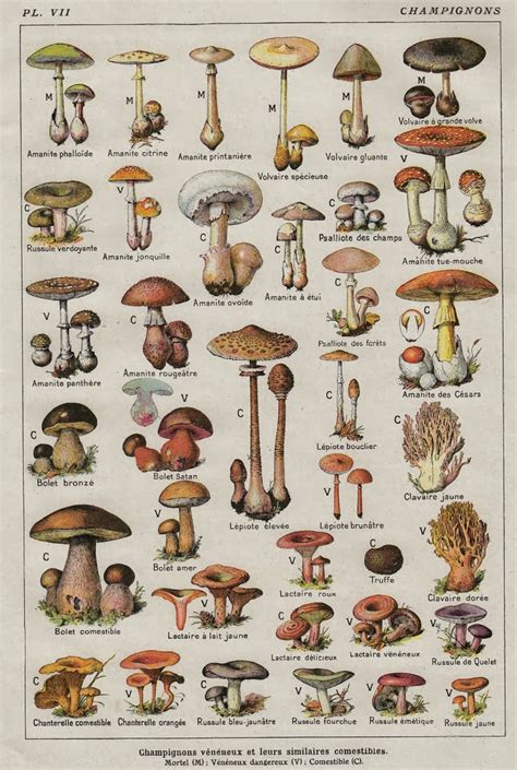 Smy Chutney Classification Charts Mushrooms