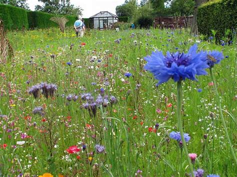 Five Steps To Your Own Backyard Meadow
