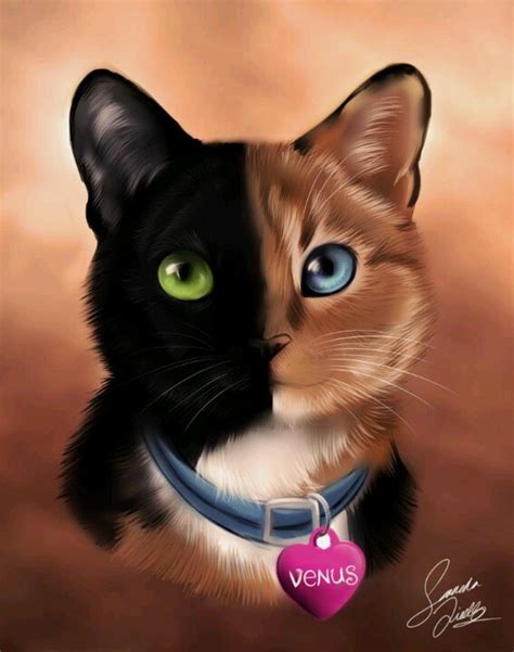Top 25 Ideas About Venus The Chimera Cat On Pinterest