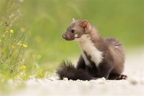 Mustelidi In Italia Quanti E Quali Biopills