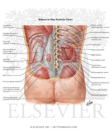 The lungs separate oxygen from the air and remove carbon dioxide from the. Kidneys