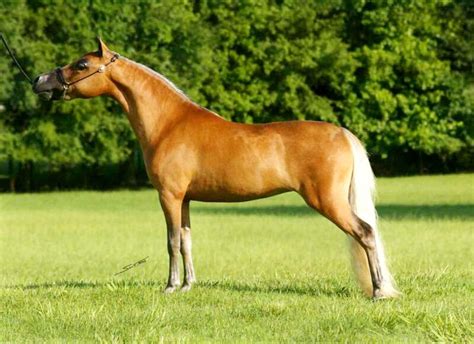 Silver Bay Bay Silver Gene Horses Miniature Horse Palomino Horse