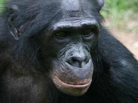 Diary Of A Primatologist Apeweek Day 1 The Bonobo Pan Paniscus